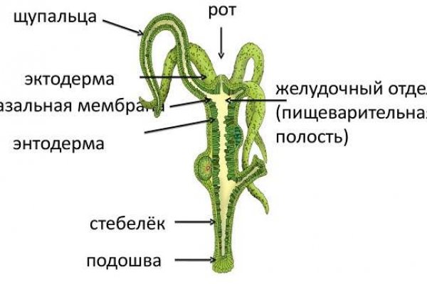 Kraken как найти ссылку