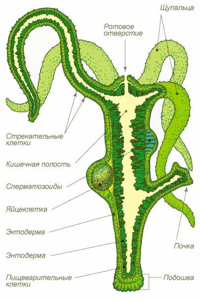 Кракен есть все